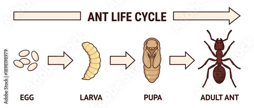 Illustration depicting the four stages of an ant's life cycle: egg, larva, pupa, and adult ant.