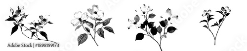 Elegant Etchings of Nature's Beauty: Flowering Plant and Branch