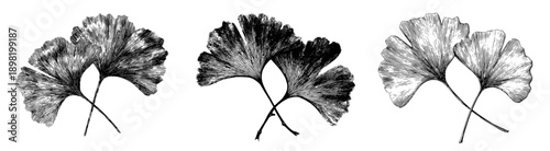 Elegant Etchings of Nature's Symmetry: Ginkgo Biloba Leaves in Black and White