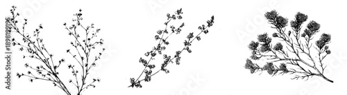 Black and White Botanical Etching: Artful Simplicity in Nature's Design