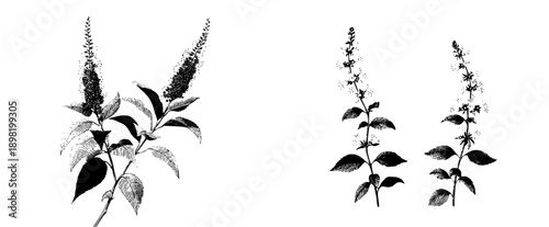 Elegant etchings of wildflowers in black and white