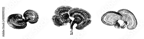 The Mushroom Duet: A Monochromatic Etching of Reishi in Harmony