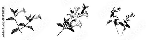 Nature's Artistry: Black and White Botanical Art