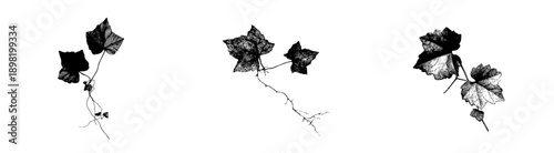 Monochromatic Melancholy: A Poetic Etching of Ivy Leaves