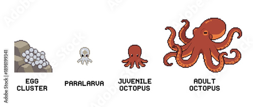 Illustration showing the life cycle of an octopus, from egg cluster to adult.