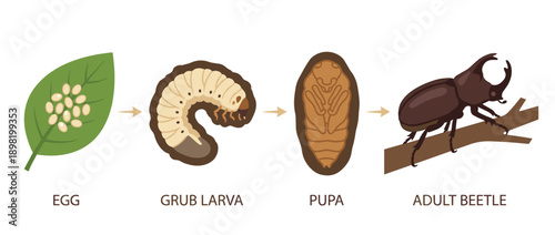 Illustration showing the life cycle of a beetle, from egg to grub larva, pupa, and finally an adult beetle on a branch.
