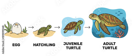 Illustration showing the life cycle of a sea turtle, from egg to hatchling to juvenile to adult.