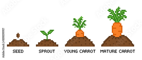 Illustration showing the growth stages of a carrot from seed to mature plant.