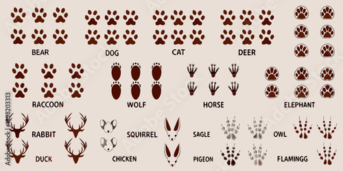 Animal footprints and silhouettes displayed in a grid arrangement