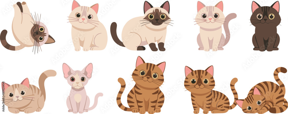 Fototapeta premium Cute Cat Breed Cartoon Characters Vector Set with Sitting Lying and Playful Kitten Poses