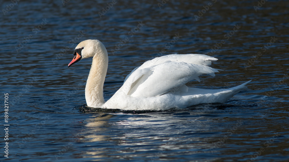 Fototapeta premium swan on the water