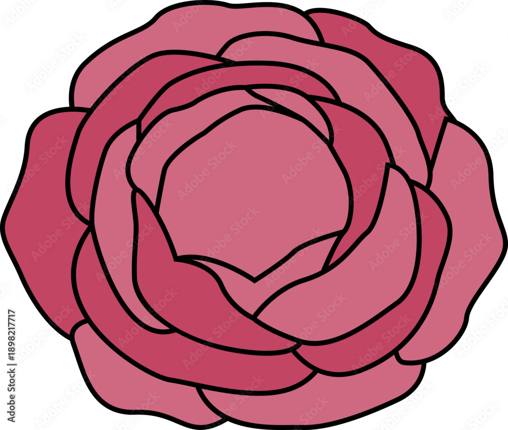 Obraz premium Pink Rose Flower Head Illustration