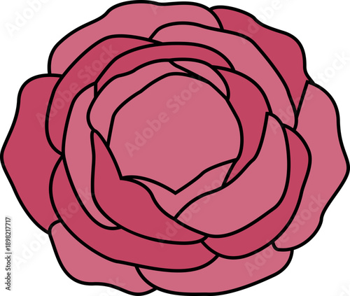 Pink Rose Flower Head Illustration
