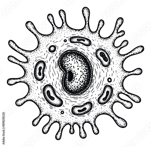 Intricate black and white biological drawing depicting a microscopic single cell structure with a dense nucleus and surrounding vesicles, great for science textbooks and medical posters.