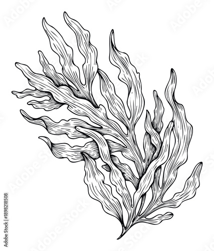 Hand drawn botanical illustration of flowing seaweed or marine algae with organic wavy fronds perfect for naturalistic aquatic designs and oceanic themed graphic projects