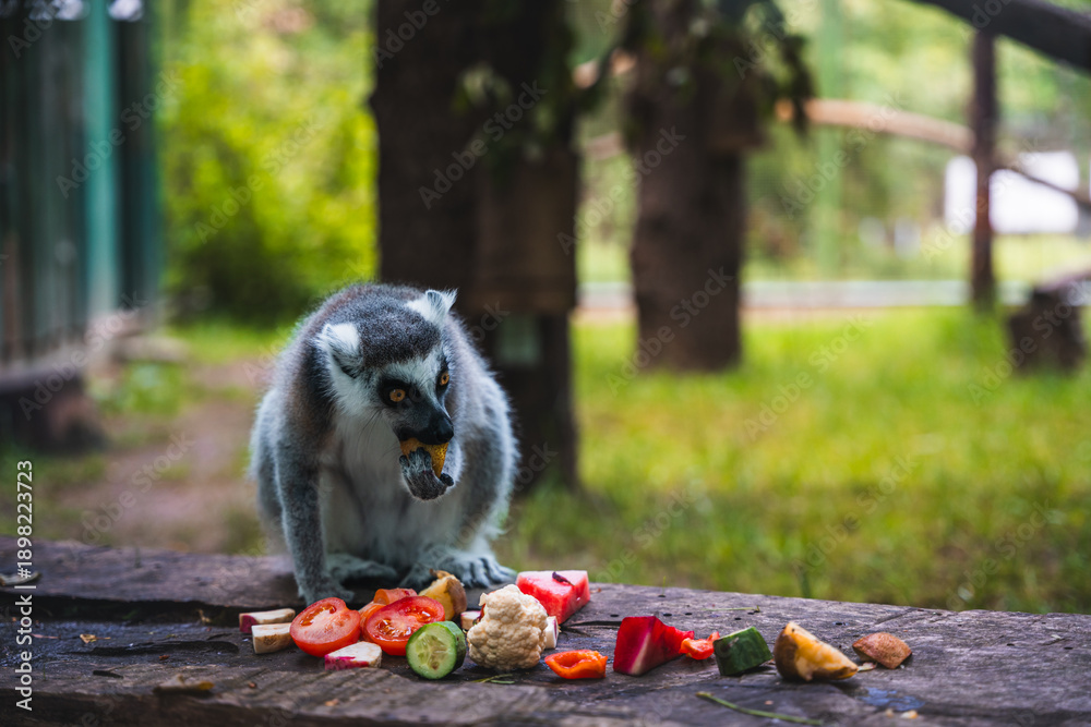 Fototapeta premium Lemur eating fruit