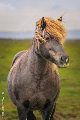 portrait of icelandic horse with gold hair