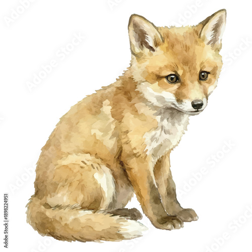 Fox Cub Watercolor Illustration, Cute Baby Fox, Summer Woodland Animal Vector on White Background
