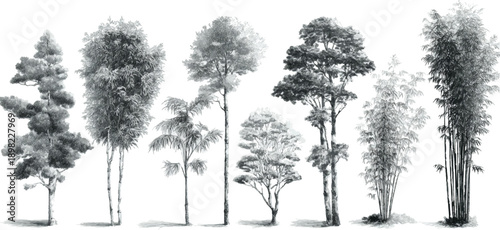 Collection of diverse trees and bamboo stalks rendered in grayscale watercolor style forest nature plant