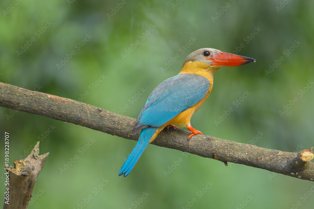 Obraz premium Stork-billed kingfisher (Pelargopsis capensis ) standing on branch in natural habitat 