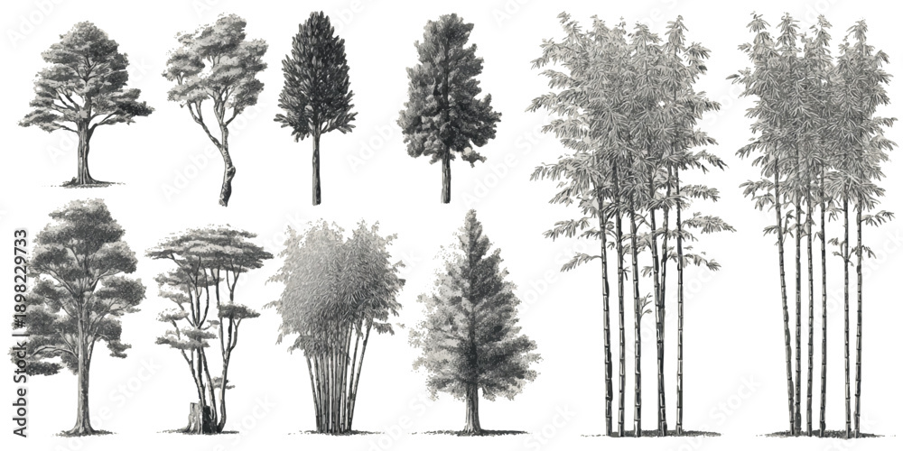 Fototapeta premium Collection of diverse trees and bamboo plants rendered in detailed grayscale etching style nature botanical