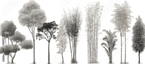 Collection of diverse trees and bamboo stalks rendered in grayscale foliage branches trunks