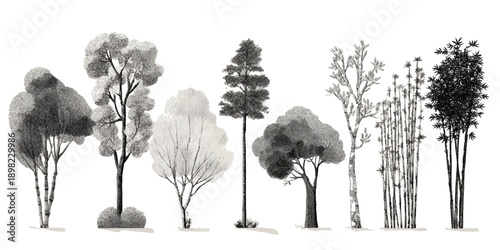 Collection of diverse trees and bamboo stalks rendered in a textured black and white artistic style forest