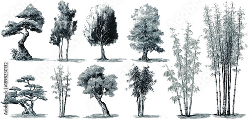 Collection of detailed ink wash style of various trees and bamboo stalks on a white background plant