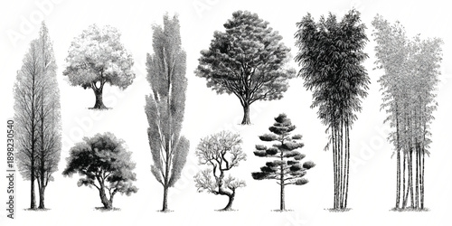 Collection of black and white detailed botanical of various trees and bamboo stalks