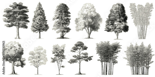 Collection of diverse deciduous and coniferous trees and bamboo clusters rendered in grayscale ink wash style