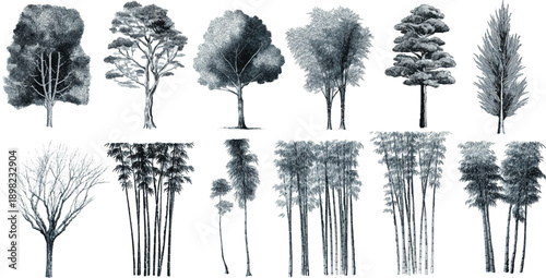 Collection of detailed grayscale botanical of various trees and bamboo plants