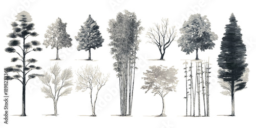 Collection of diverse trees and bamboo stalks rendered in grayscale watercolor style forest nature 3