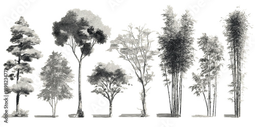Collection of diverse trees and bamboo stalks rendered in grayscale watercolor style on a white background