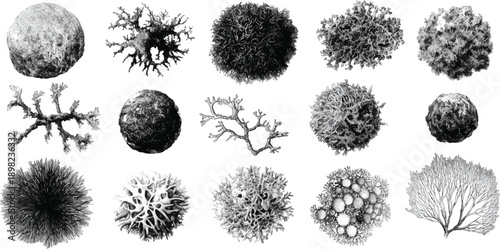 Quadro su tela Collection of diverse grayscale lichen and coral like organic forms on white bac