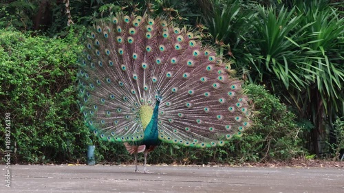 Beautiful male peacock spreading its colorful tail feathers.