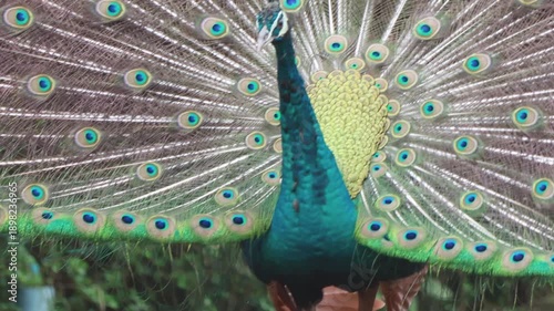 Beautiful male peacock spreading its colorful tail feathers.