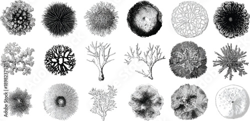 Collection of detailed black and white of various coral and sea anemone specimens ocean marine 1