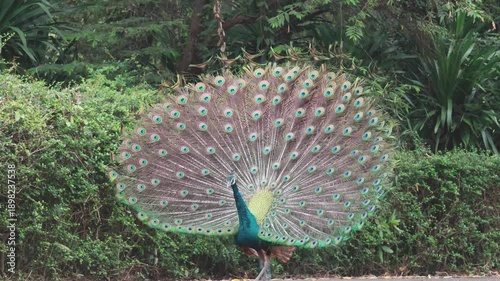 Beautiful male peacock spreading its colorful tail feathers.