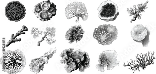 Collection of detailed black and white of various lichen species showcasing intricate textures and branching patterns