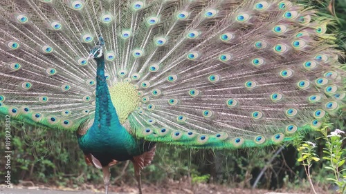 Beautiful male peacock spreading its colorful tail feathers.