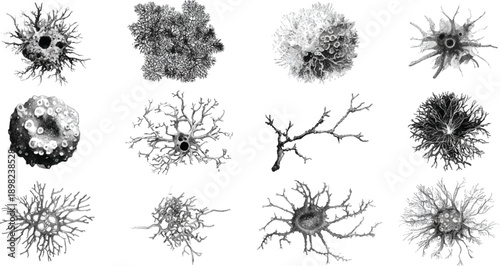 Twelve detailed black and white of various lichen and coral-like organic structures displayed in a grid on a white background