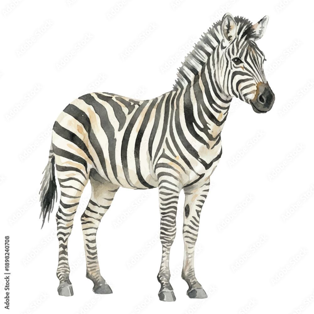 Obraz premium Watercolor Zebra Vector Illustration Isolated on White Background, Safari Wildlife Animal Art 