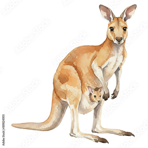 Watercolor Kangaroo Vector Illustration Isolated on White Background, Australian Animal Art
