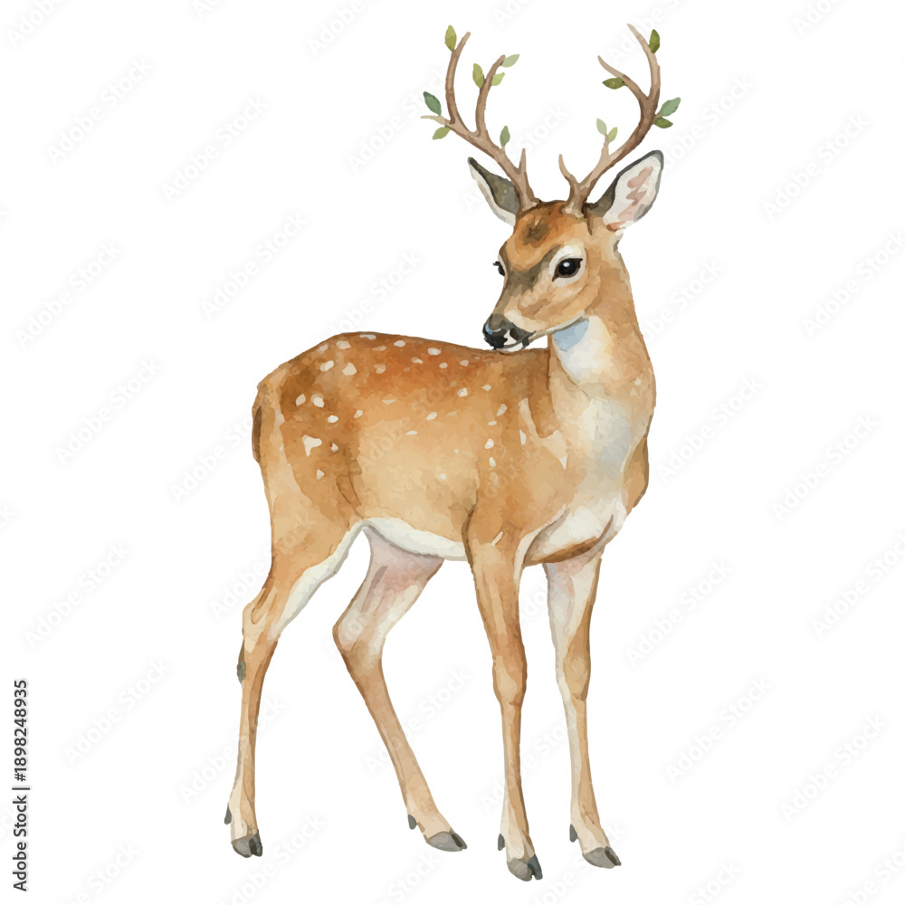 Fototapeta premium Watercolor Deer Vector Illustration Isolated on White Background, Summer Woodland Animal Art 