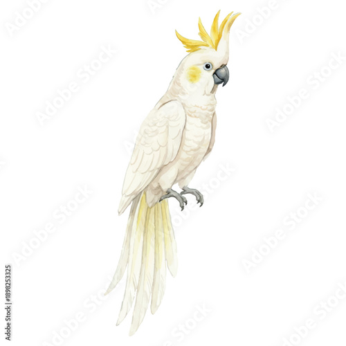 Elegant Watercolor Cockatoo Vector Illustration Isolated on White Background, Summer Exotic Bird Art
