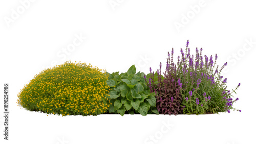 Garden Landscape Design Elements: Mixed Shrubs, Green Bushes and Purple Flowering Plants Isolated on White Background for Architectural Visualization