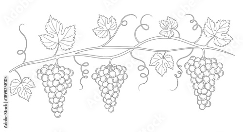 Bunches of Grapes on Vine Line Drawing.