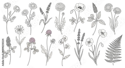 Collection of Hand Drawn Wildflowers and Foliage.
