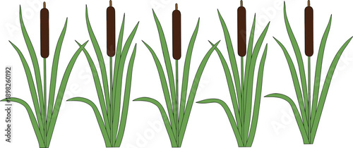 Cattail reed plant vector illustration set seamless nature grass aquatic marsh wetland botanical elements isolated flat design