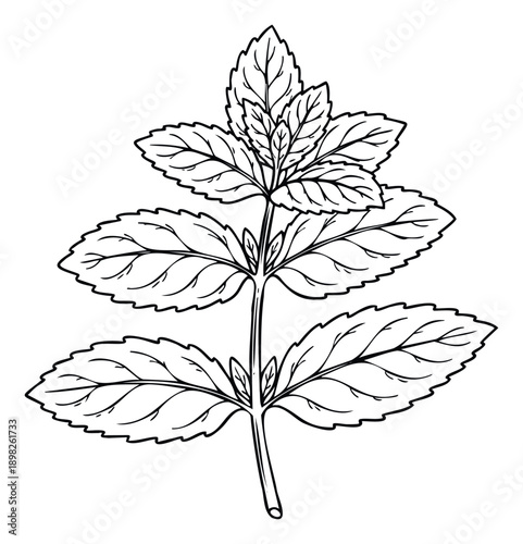 Hand drawn outline of a fresh aromatic mint plant with serrated leaves and central stem perfect for cooking recipe books and natural health product labels